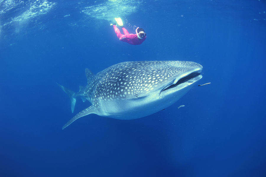 Scuba diver swimming with whale shark Photograph by Comstock