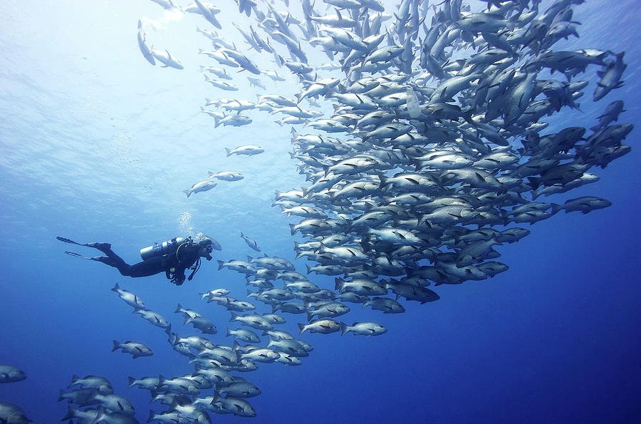 Scuba Diver With Shoal Of Snappers Photograph by Kennet Havgaard Scuba Diver With Shoal Of Snappers Photograph by Kennet Havgaard