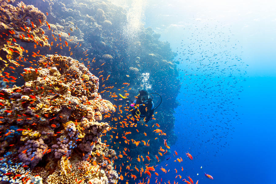 Scuba Diver Woman swims along the reef Photograph by Berenika_L