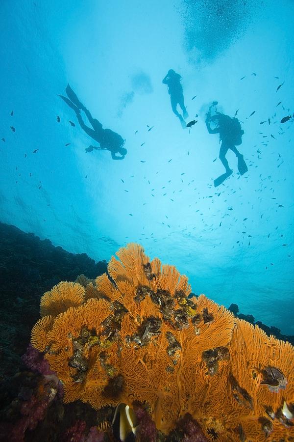 Scuba Divers, Richelieu Rock, Mu Koh Photograph