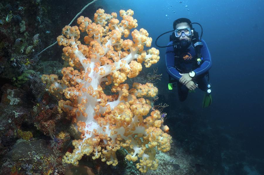 Animal Photograph - SCUBA diving by Science Photo Library