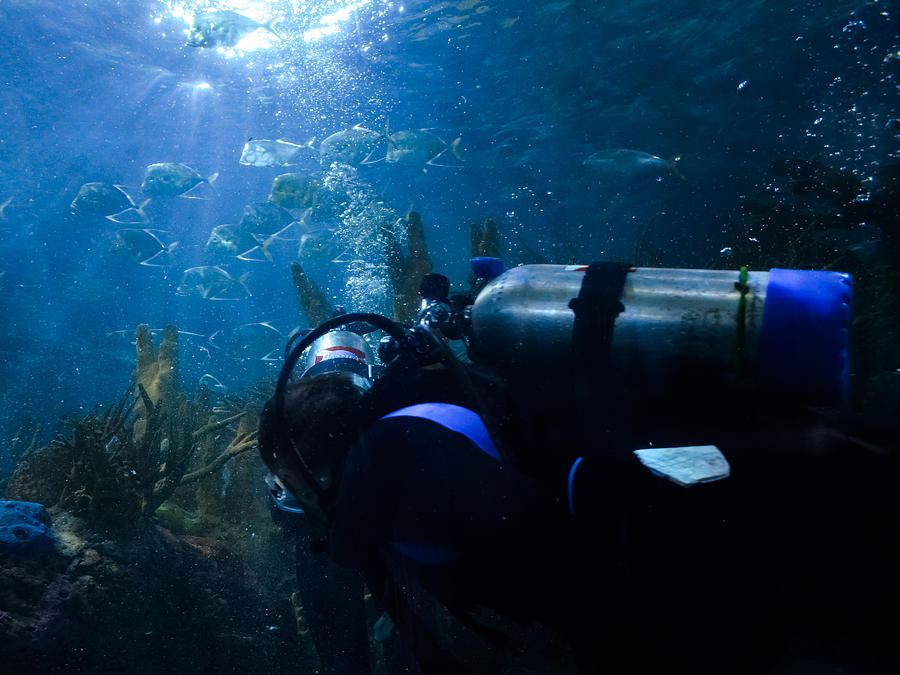 Scuba fun Photograph by Renee Barnes - Fine Art America