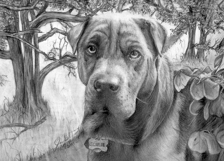 Dog Drawing - Scubie by John Balestrino