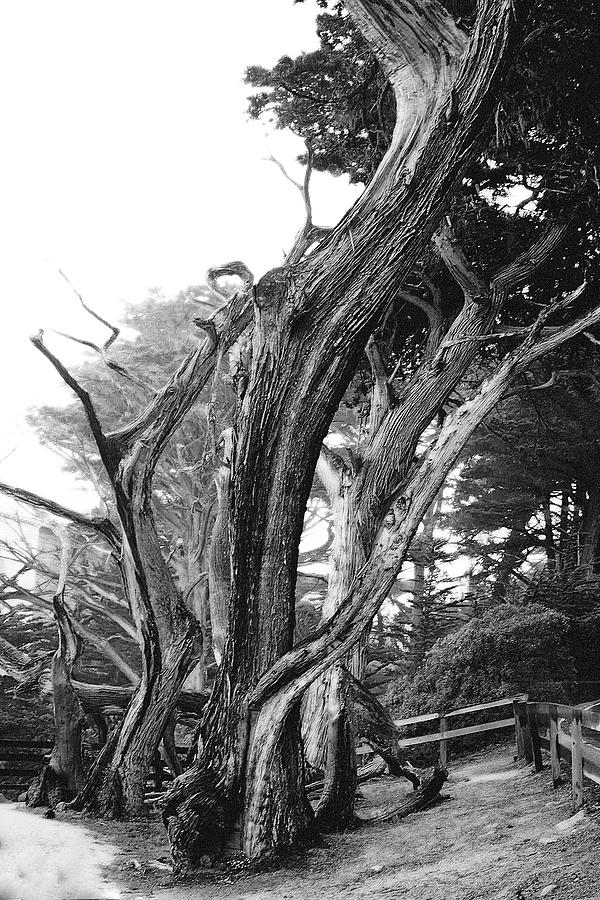Sculpted Cypress Photograph by Melinda Ledsome