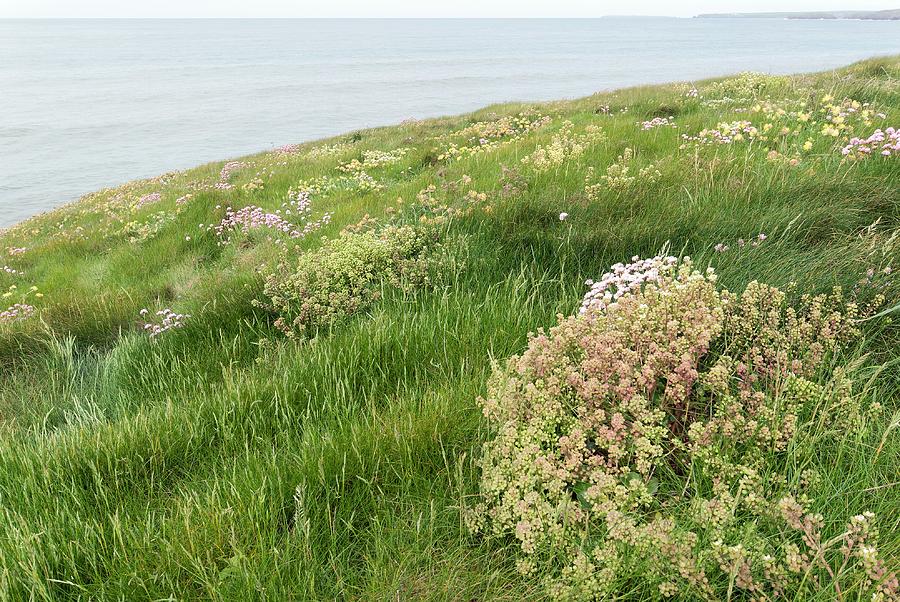 Scurvygrass (cochlearia Officinalis) Photograph by Annie Haycock - Fine ...