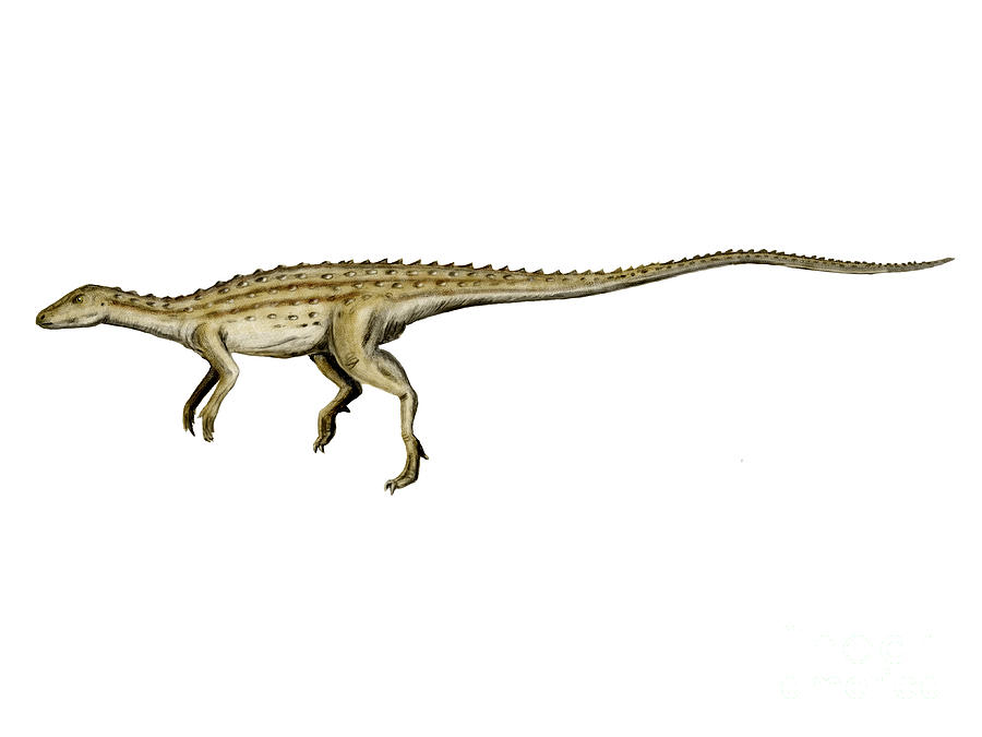 scutellosaurus skeleton