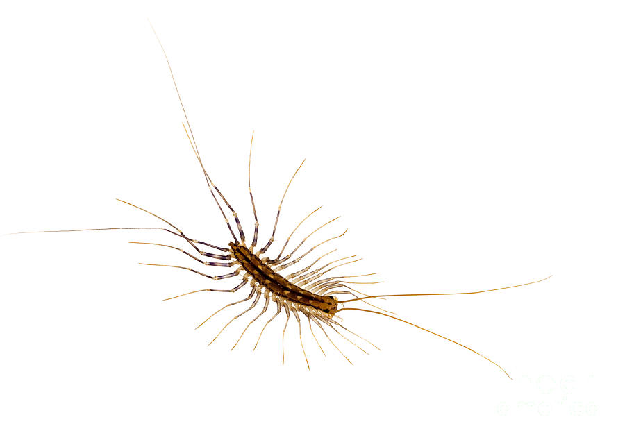 Scutigera coleoptrata - house centipede macro Photograph by Judith ...