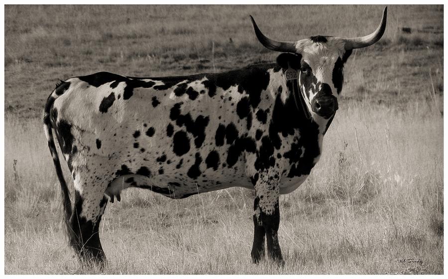 Longhorn Cow Photograph by Maciek Froncisz