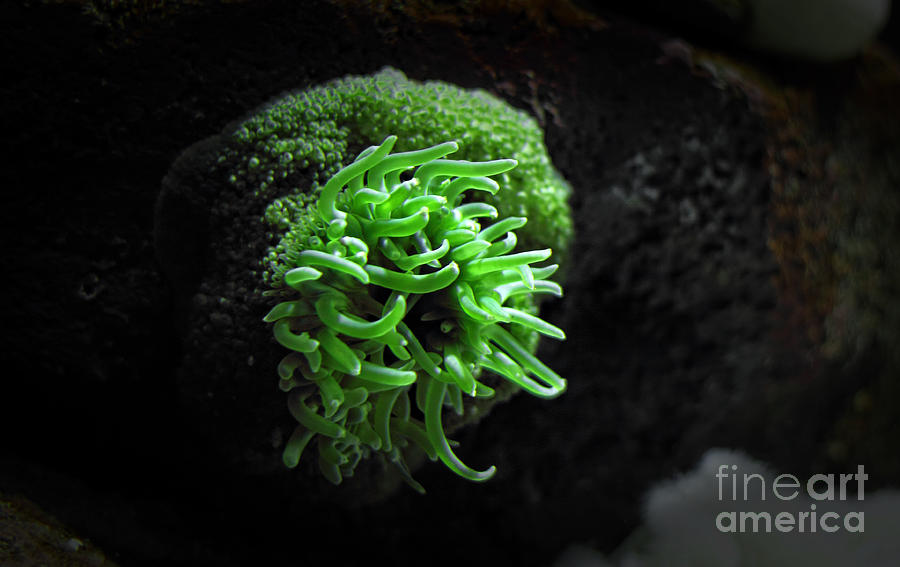 Sea Anemone Photograph by Charline Xia