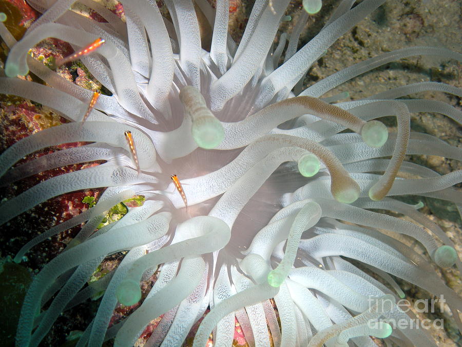 Fish Photograph - Sea Anemone by Cynthia Cleveland