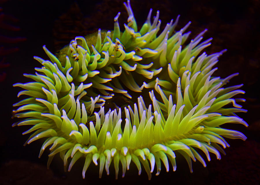 Sea Anemone Photograph by Diana Powell
