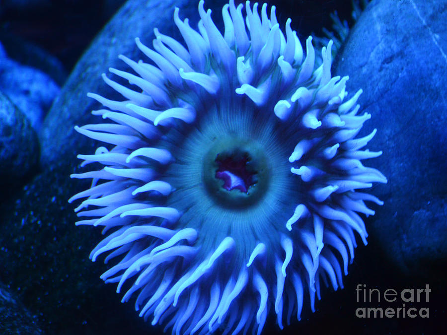 Sea Anemone in Blue Photograph by Shawn OBrien