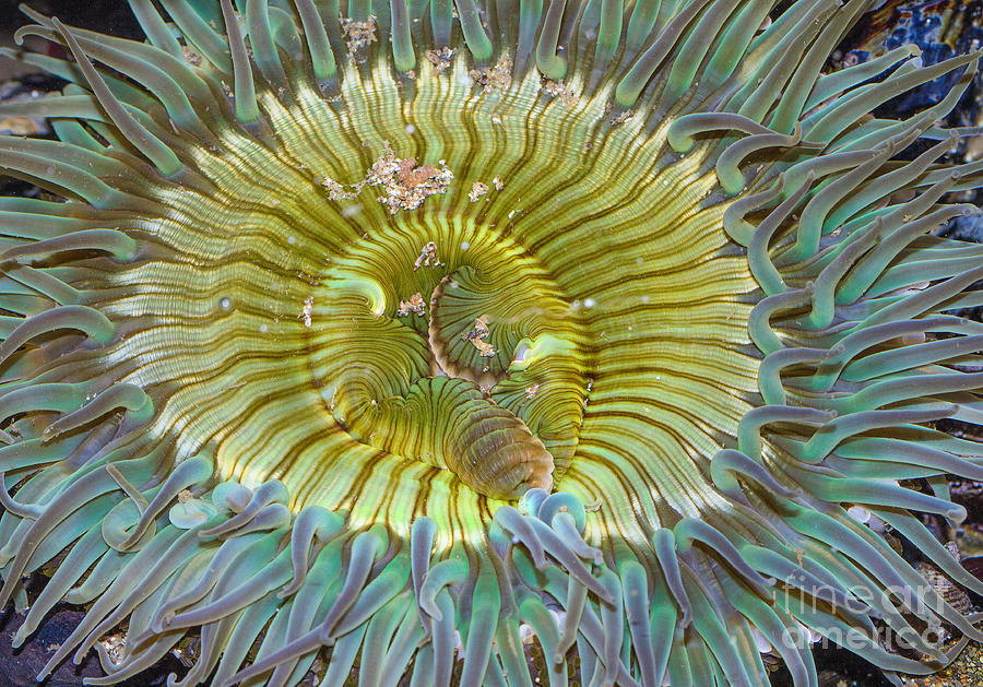 Sea Anemone Photograph by Mimi Ditchie