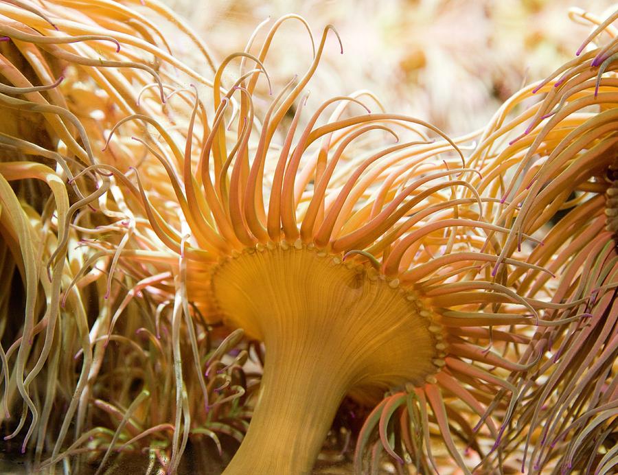 Sea Anemone Photograph by Pascal Goetgheluck/science Photo Library