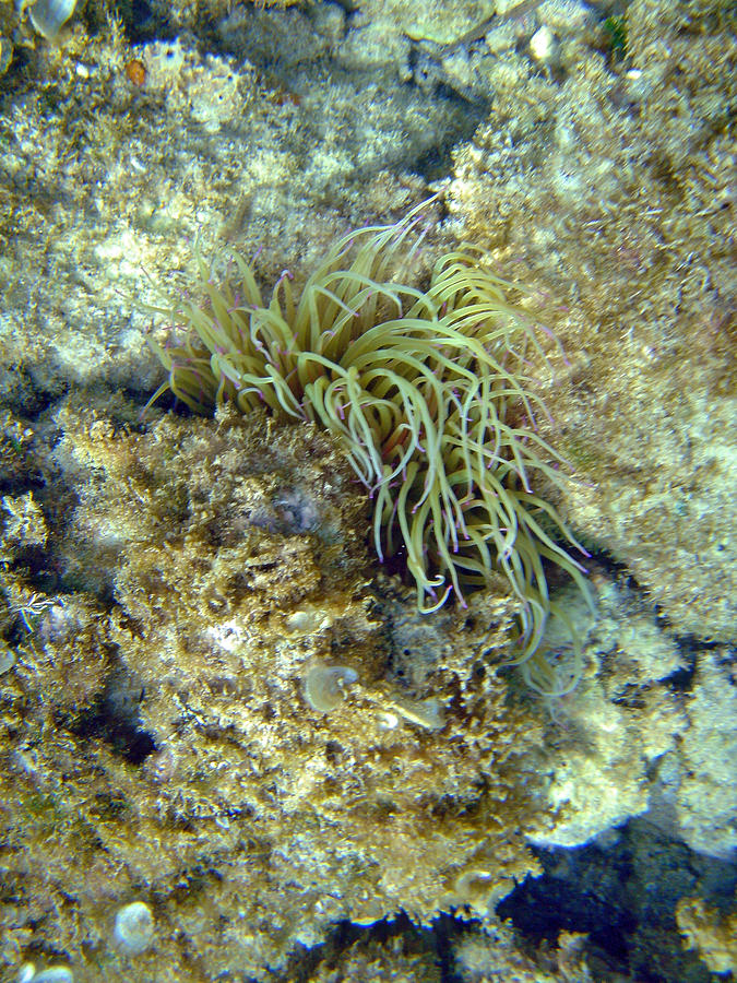 Sea Anemone   Photograph by Rod Johnson