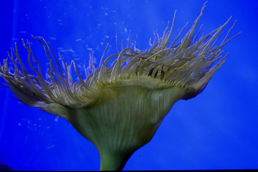 Sea Anemone Photograph by Scott Cunningham