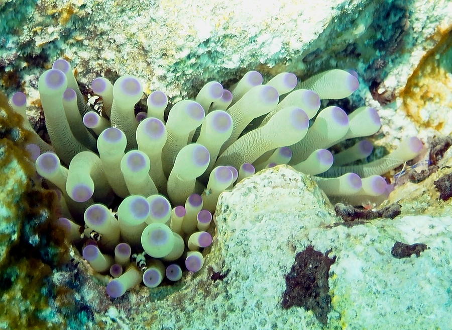 Sea Anemone with Squat Anemone Shrimp Family Photograph by Amy McDaniel