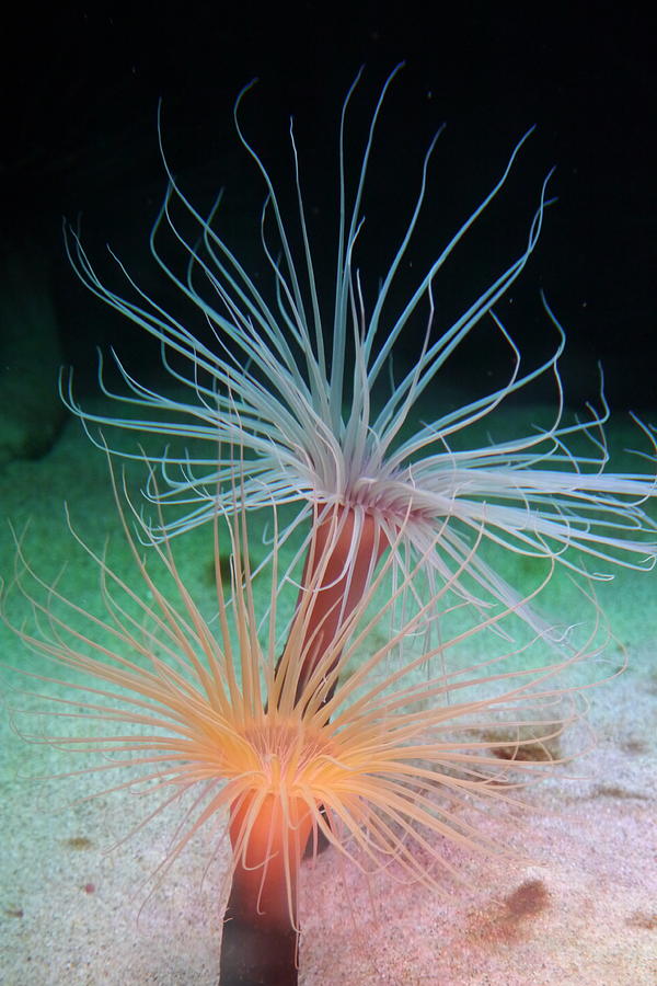 Sea Anemones Photograph by Amelia Racca