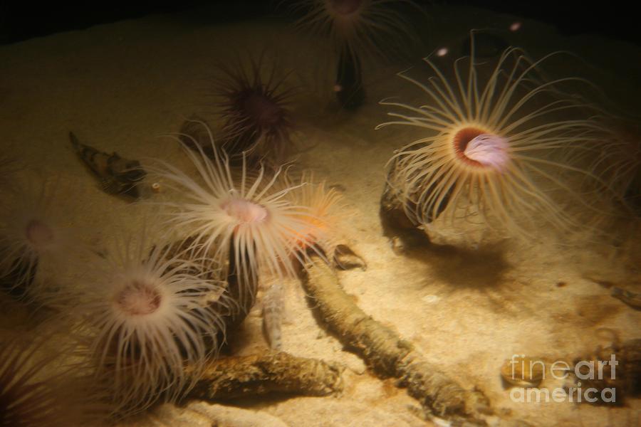 Sea Anemones Photograph by Natural Focal Point Photography