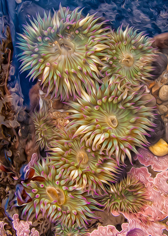 Sea anemones Photograph by Kathleen Bishop