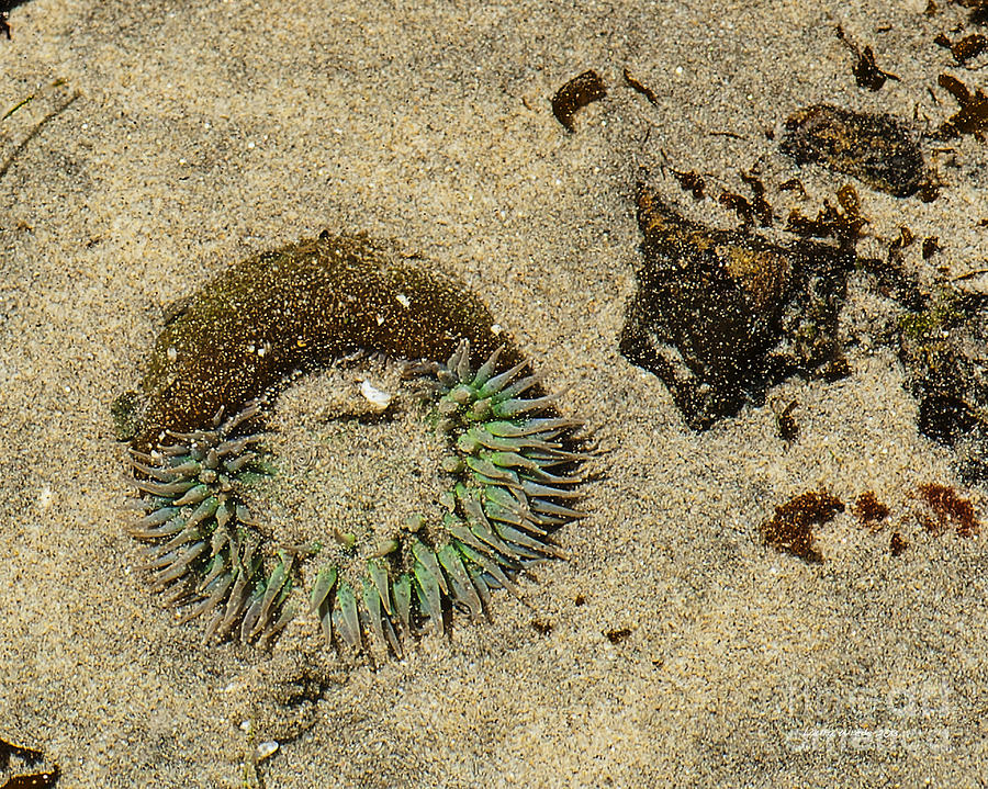 San Francisco Photograph - Sea Anenome Half Buried in the Sand by Artist and Photographer Laura Wrede