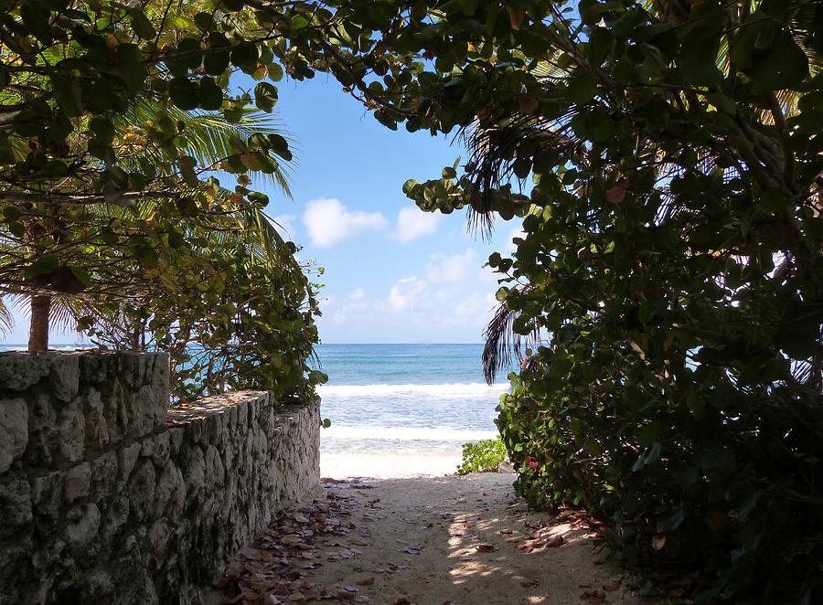 Sea Arbor Photograph by Amar Sheow Fine Art America