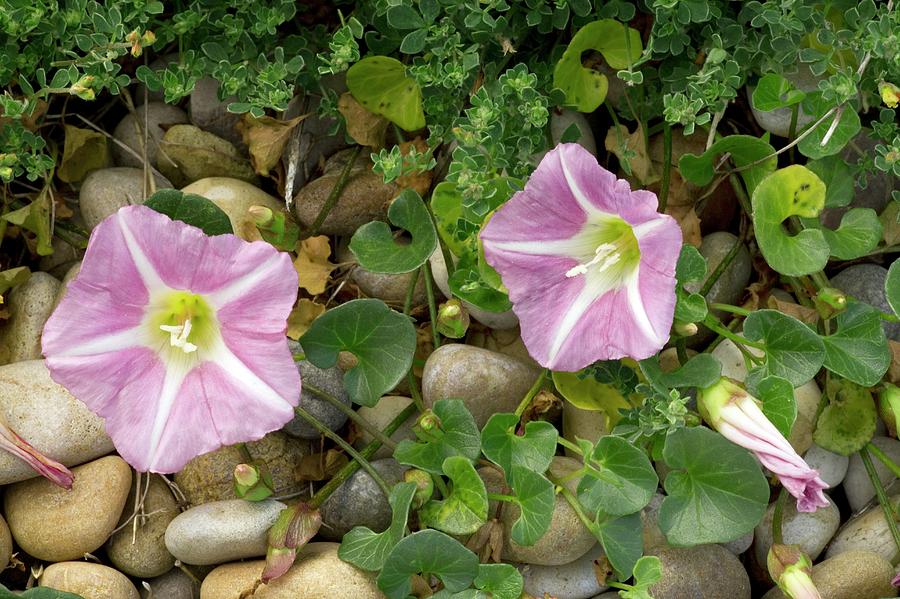 Sea Bindweed (calystegia Soldanella) Photograph by Bob Gibbons/science ...