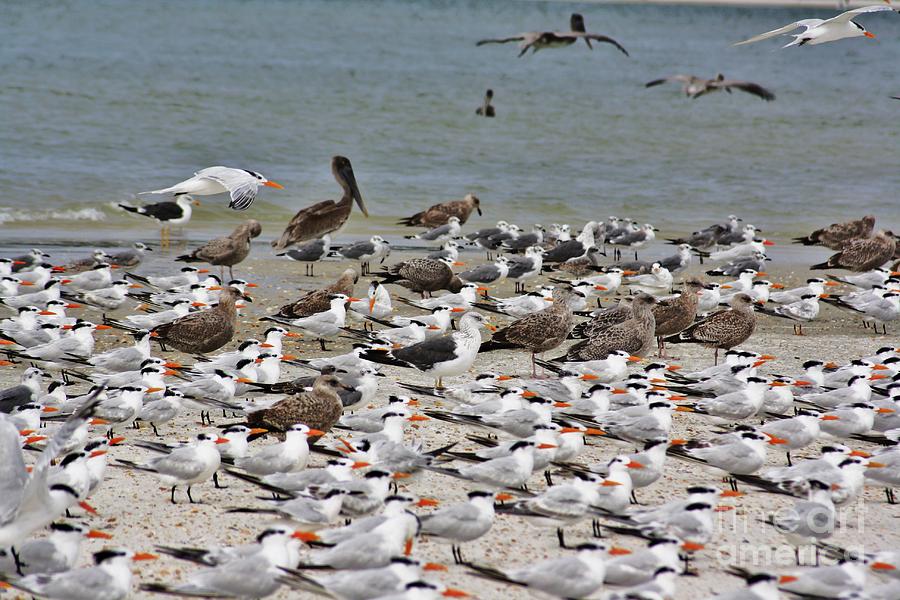 sea birds at Matanzas Photograph