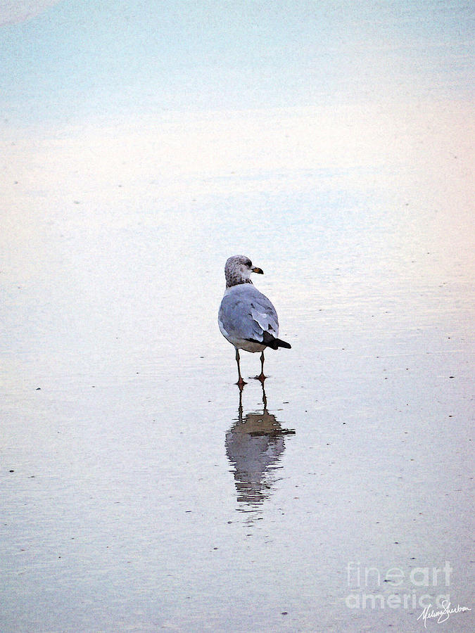 Seagull Photograph - Sea Birds No.3 by Melissa Fae Sherbon