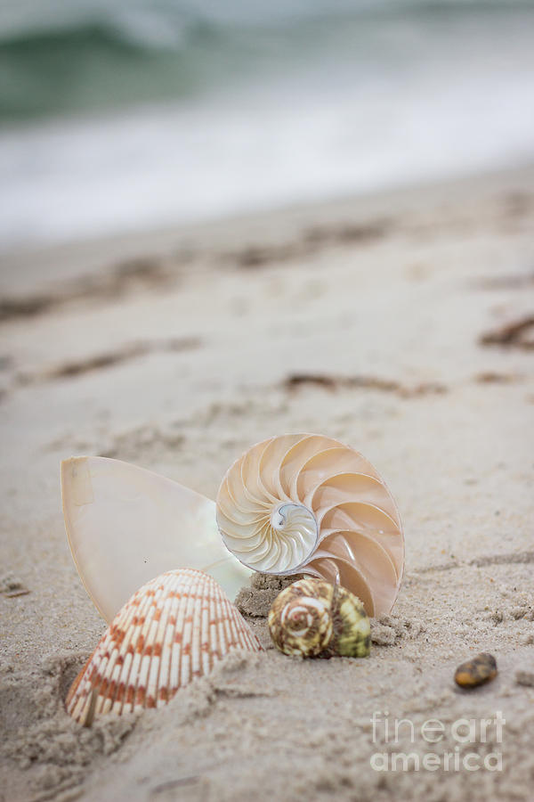 Shells on the beach Photograph by JBK Photo Art
