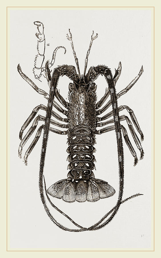 Crayfish Sketch PNG Free Download And Clipart Image For Free Download   Lovepik  401170193