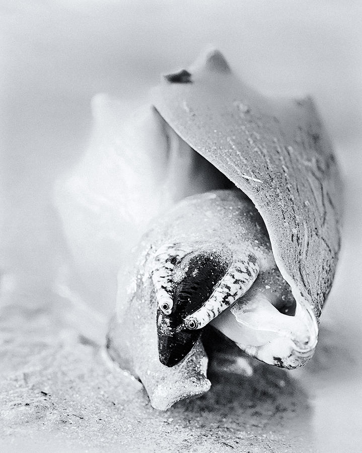 Queen Photograph - Sea Creature by Patrick Lynch