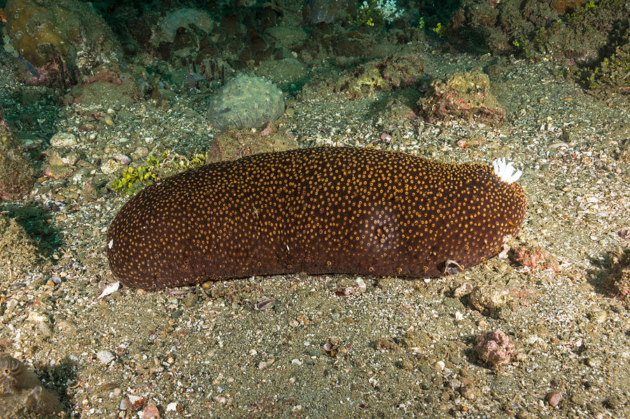 Sea Cucumber Photograph by Andrew J. Martinez