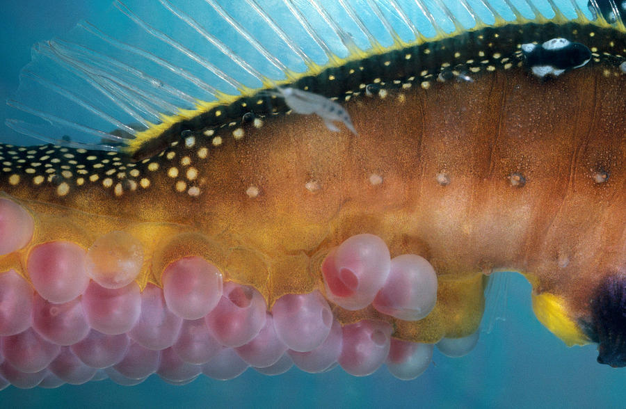 Fish Photograph - Sea Dragon Eggs by Paul Zahl