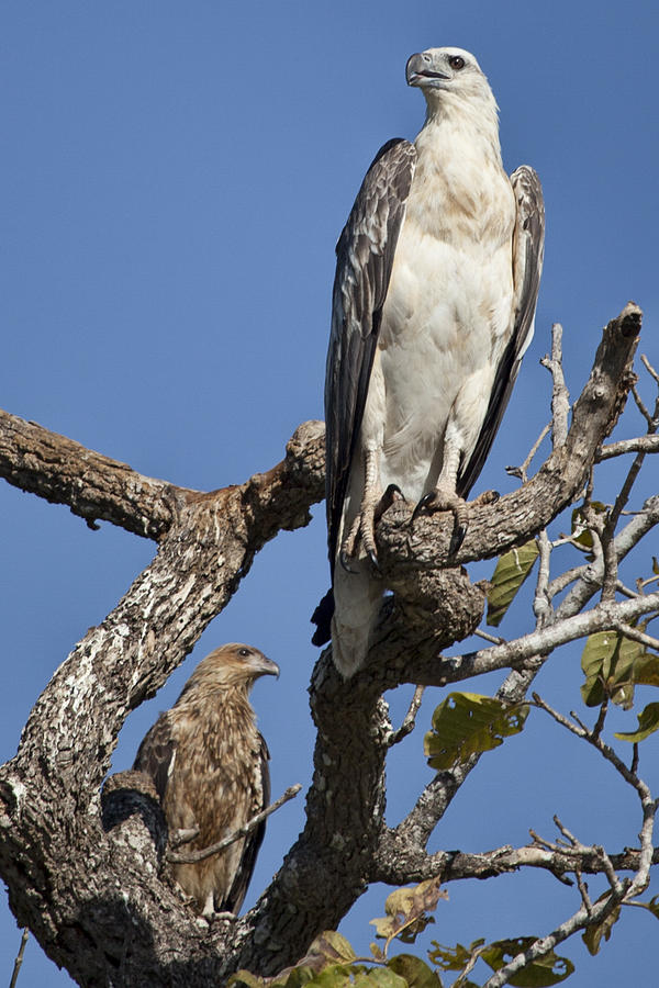 Eagle Photograph - Sea Eagle and Brown Kite Sharing a Tree by Douglas Barnard