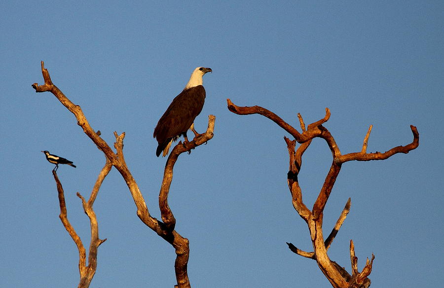 Eagle Photograph - Sea-eagle and the Peewee by Bruce J Robinson