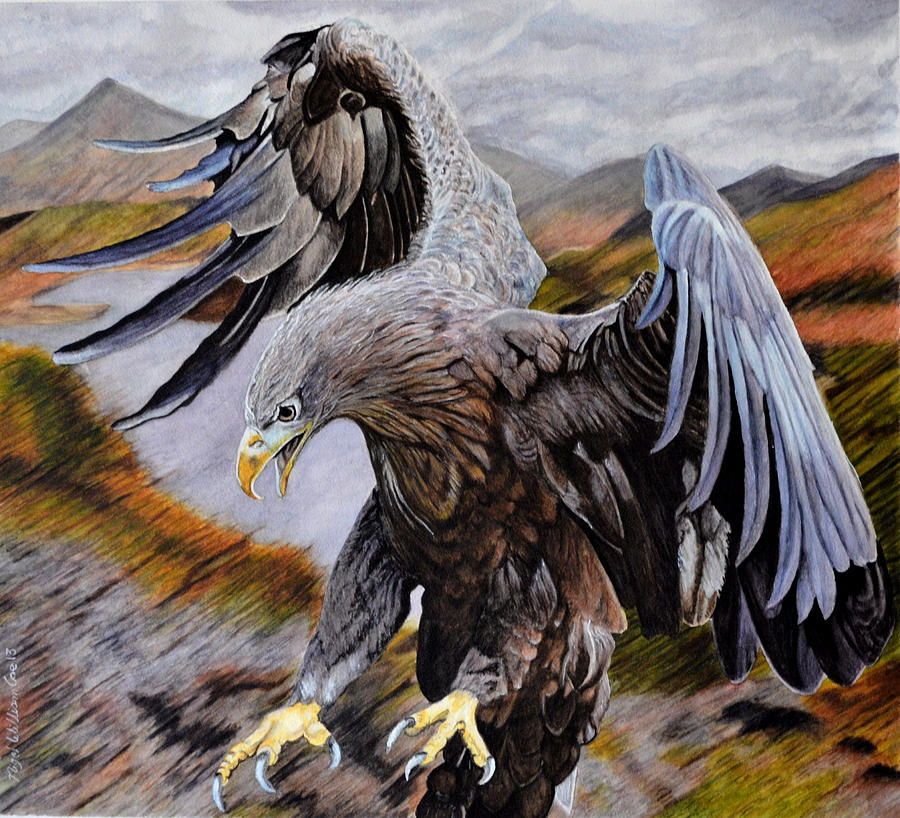 Sea Eagle Painting by Nigel Coe - Fine Art America