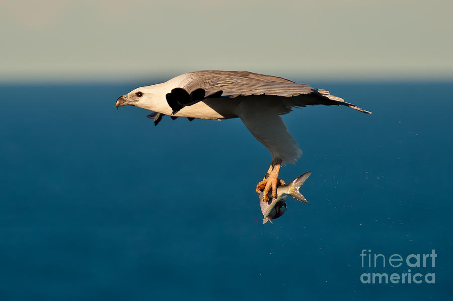 Eagle Photograph - Sea Eagle with catch by Michael  Nau