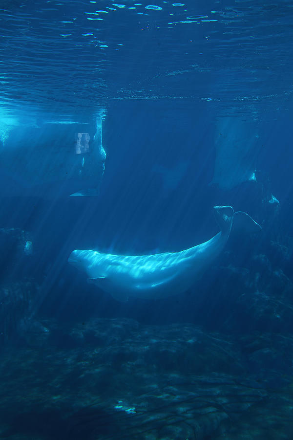 Sea Elephant Underwater Photograph by Viktor Savchenko