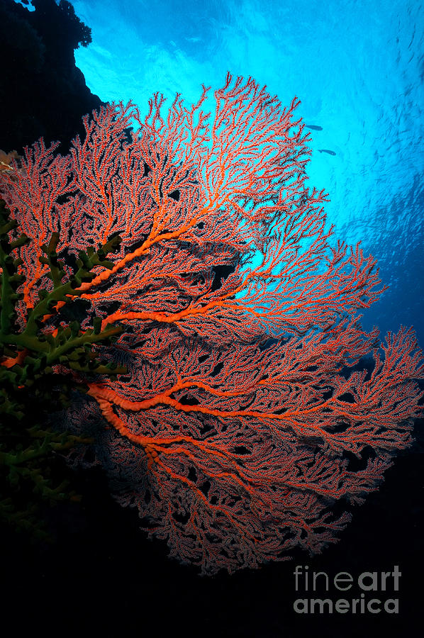 Sea Fan Photograph by Aaron Whittemore