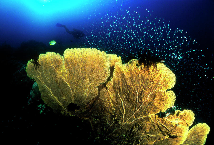Sea Fan Coral Photograph by Matthew Oldfield/science Photo Library