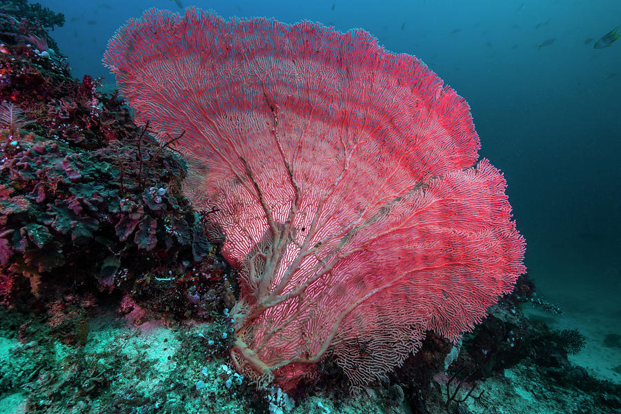 Sea Fan In Raja Ampat, Indonesia Photograph by Jennifor Idol - Fine Art America