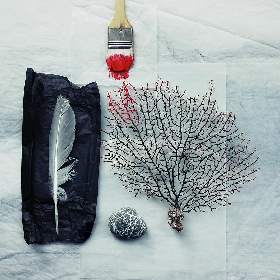 Sea Fan, Pebble And Paintbrush With Red Photograph by Fiona Crawford Watson