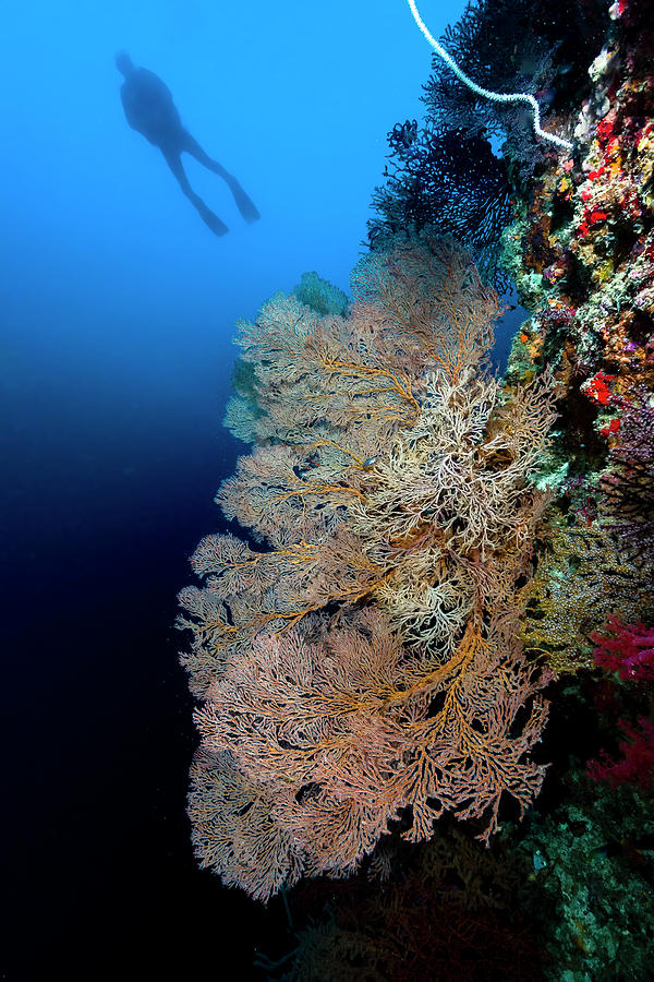 Sea Fan With Diver In Background, Cebu Photograph by Bruce Shafer ...