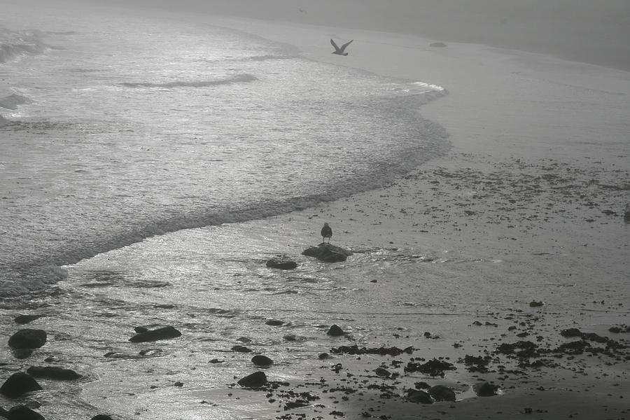 Seagull Photograph - Sea Farewell by Neal Eslinger