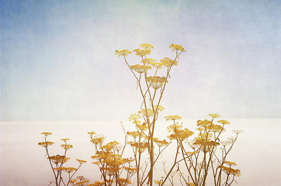 Sea Fog & Wild Fennel On The Big Sur Photograph by Tracy Packer Photography