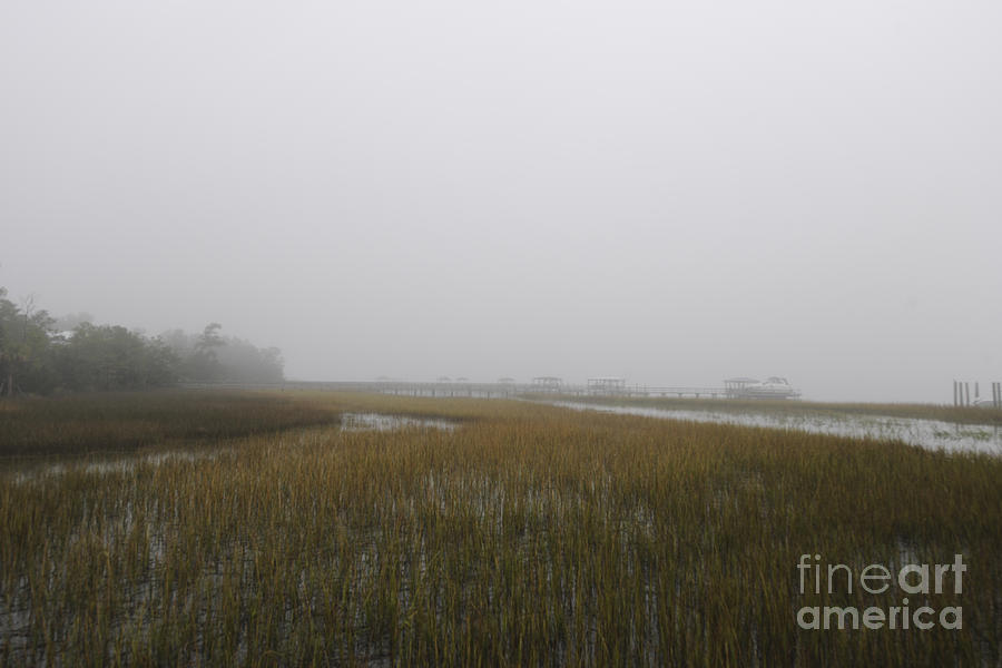 Tree Photograph - Wando River Sea Fog by Dale Powell