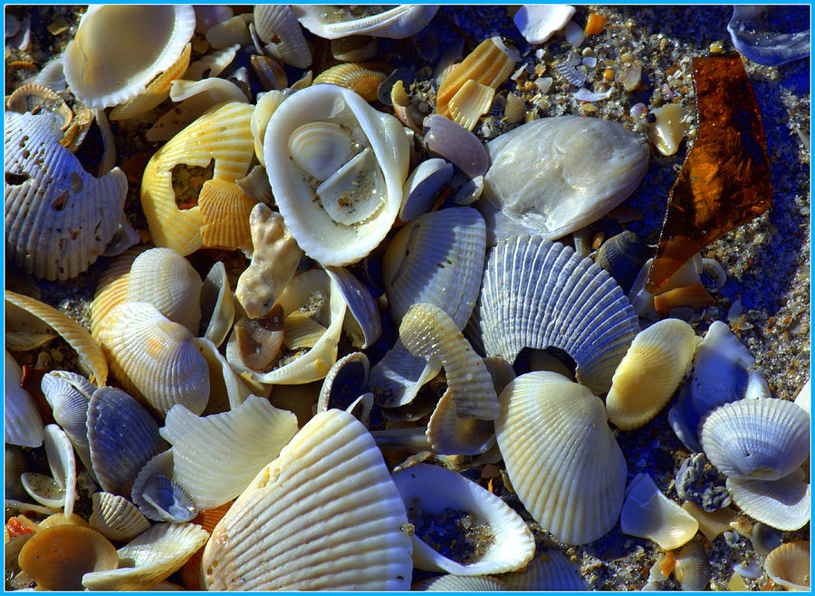 Sea Glass and Shells Photograph by Mindy Newman
