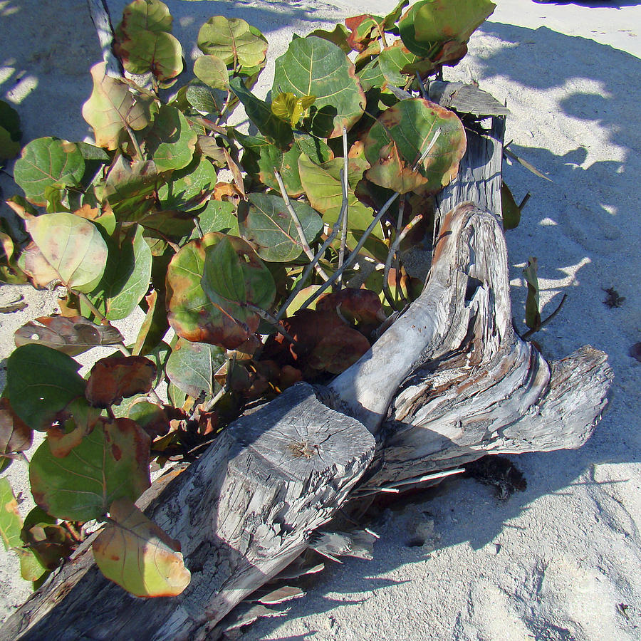 Sea Grape Stump Photograph by Nancy L Marshall