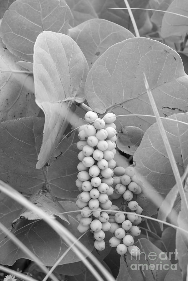 Sea Grapes Black and White Photograph by Jennifer White